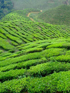Selecting a Tea Supplier Indian Tea Plantation