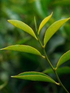 Tea Taster's Lament Precious leafy good stuff.