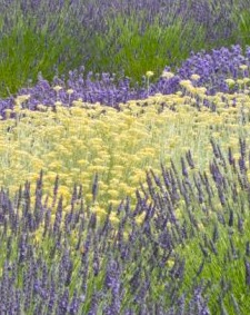 Lemon Clouds and Lavender Fields Dreamy lavender.