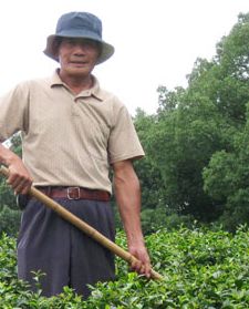 April Tea Travel Dragonwell Farmer Yao Fu Yun in Hangzhou, China