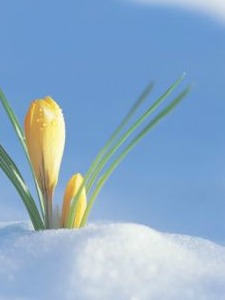 March Transitions - 2012 Oolongs pair well with flowers and snow squalls