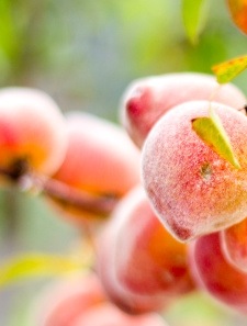Peaches and Dreams Fuzzy, peach tea memories.