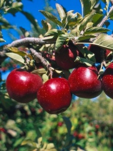 Welcome Autumn! Apple-y goodness!