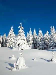 Wintertime is Tea Time Brrr! Tea makes the perfect anti-freeze.