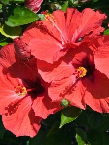 March Melange This tropical beauty loves to chill.