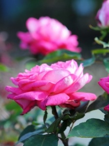 Roses in April Sweet Summer Roses