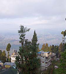 Tea Profile: Darjeeling Mist mountains make for the finest teas.