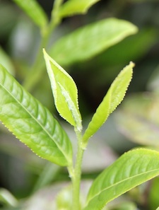 Tea Market Snapshot What leaves are people buying near you?