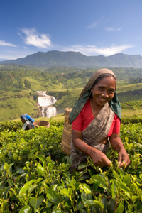 Tea Profile: Ceylon Hand plucking the finest leaves