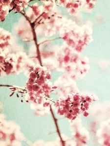 Finally Spring! Cherry Blossoms welcoming Spring