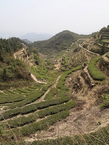 Growing Conditions Anxi hills, hoping for rain.