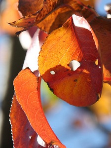 Tea and Cider Autumn beauty