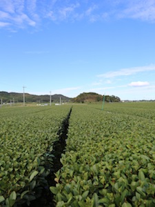 A Trip to Sencha Country Beautiful tea field in Kagoshima, Japan