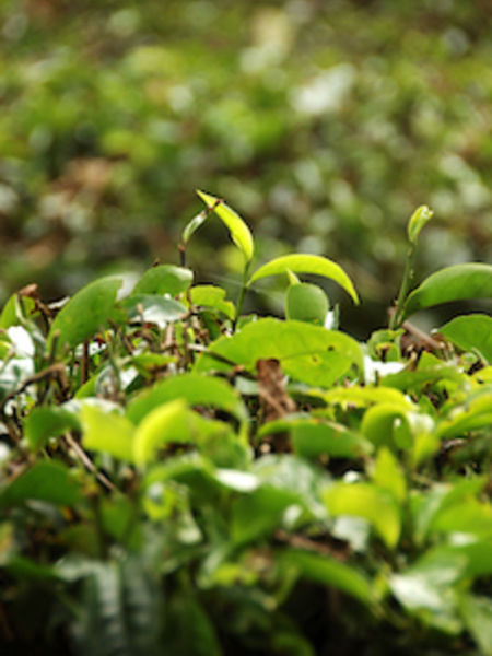 Spring Harvest Season Approaches Tea harvests heavily depend on favorable weather.