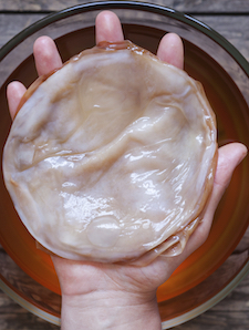 Kombucha Basics SCOBY or Symbiotic Culture Of Bacteria and Yeast