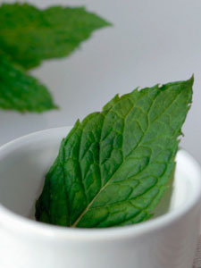 Minty Cool for Summer Freshly Picked Peppermint Leaves