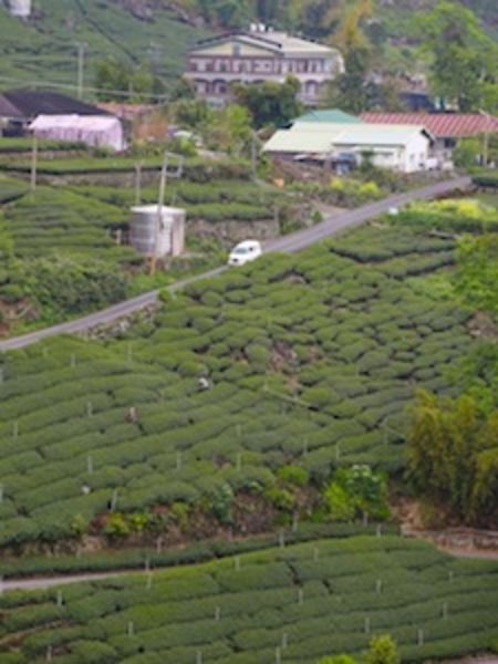 Oolongs for October High Mountain Tea Garden in Taiwan