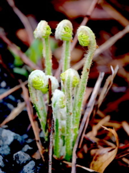 Great Teas for Transitioning Into Spring Green Spring Sprouts
