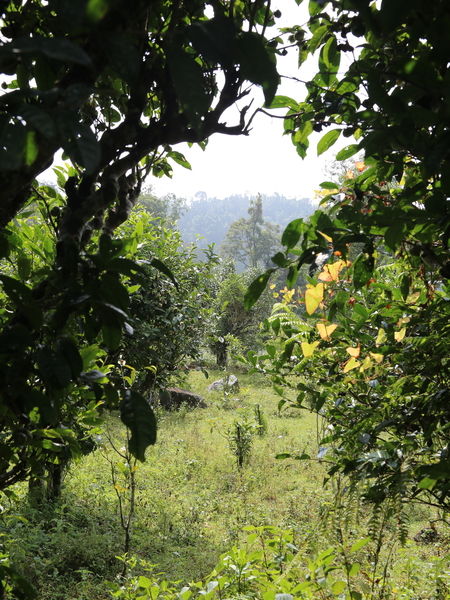 Tea Trip to Vietnam View from and Ancient Tea Tree Forest, Vietnam