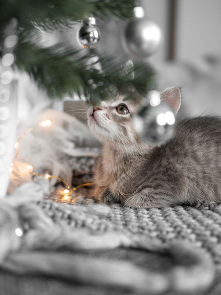 Avoid the Holiday Blues with Self Care for ALL Create a Quiet Zone to recuperate - kittens are optional.