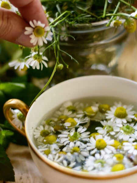 All About Calming Herbal Brews Part 1 Chamomile is the queen of calming herbs.