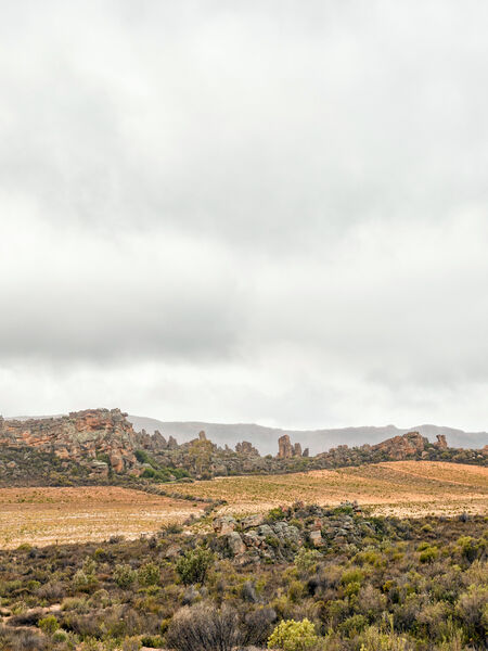Tea Training – All About Green Rooibos Rooibos of both kinds growth in fynbos (heathland) areas of South Africa.