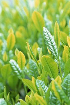 Adagio Teas Wholesale A few of our Adagio TEAm members