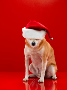 Holiday Season Survival Holiday Season Survival
