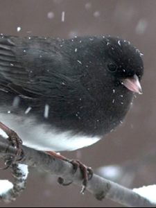 Snowbirds (and Tea) Beautiful Snowbird!
