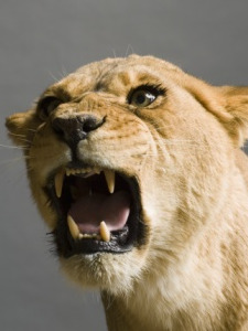 Lessons from TeaMap Customers are a li'l cranky lately.
