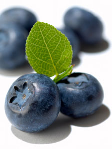 Blueberry Dreams Blueberries